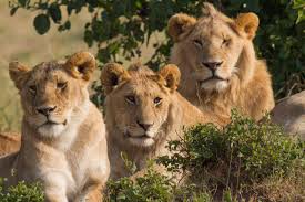 CLL Lions